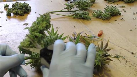 Trimming Cannabis How to Trim Marijuana Wet trimming Harvesting Weed - YouTube