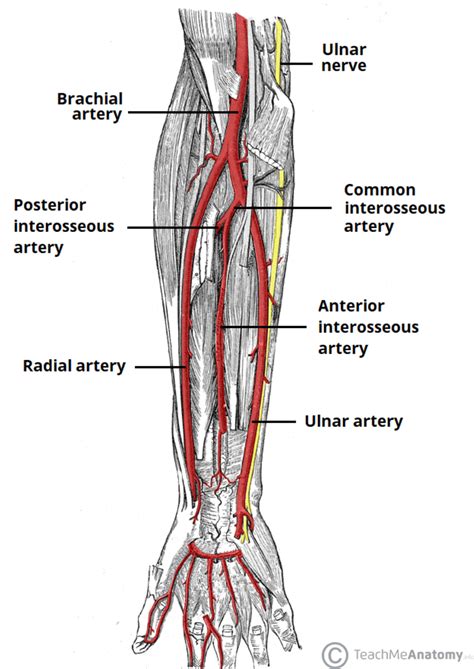 Wrist Examination & Pathology Module