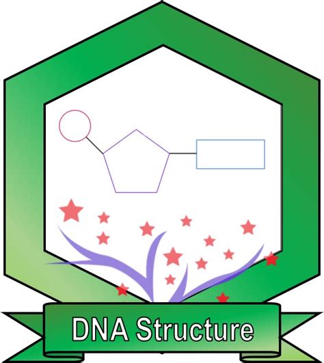 1.14 B DNA Structure – Science Success