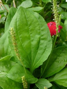 Broadleaf Plantain: Pictures, Flowers, Leaves & Identification ...