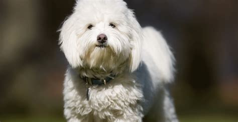 Coton de Tulear Guide (Lifespan, Size & Characteristics)