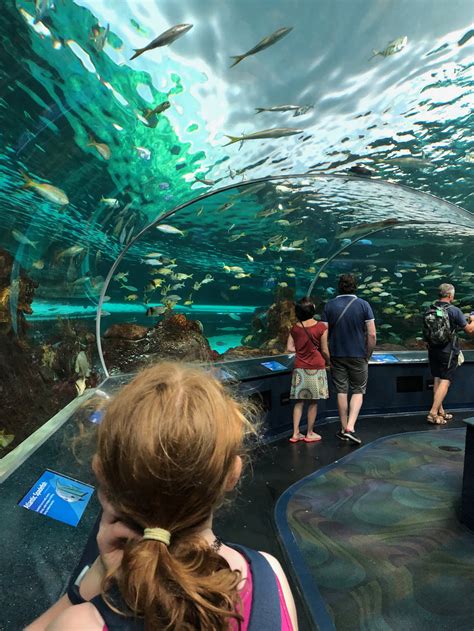 Family Travel: The CN Tower and Ripley’s Aquarium of Canada — Kids in the Capital