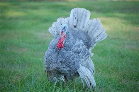 Blue slate turkey | Poultry breeds, Turkey breeds, Heritage breeds