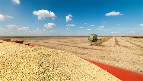 Recessionary fears weigh on soybean market - McKeany-Flavell