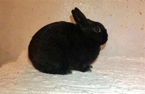 Polish rabbit Rabbits For Sale | Danville, IN #275558