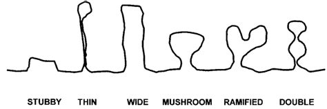 Diagrams of the different dendritic spines studied in the present work. | Download Scientific ...