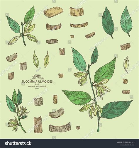 Collection Eucommia Ulmoides Eucommia Plant Leaves Stock Vector ...