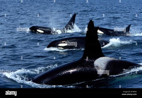 Orca pod hi-res stock photography and images - Alamy