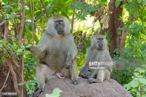 55 Mating Baboons Stock Photos, High-Res Pictures, and Images - Getty Images