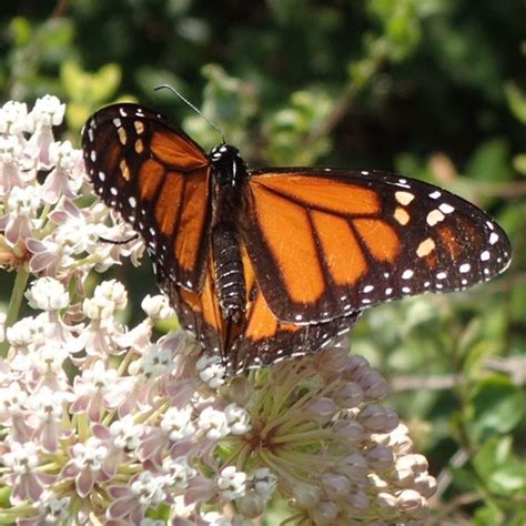 Helping & Monitoring Monarch Butterflies In Ca. – Roger's Gardens