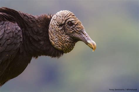 Top 10 Reasons to Love Vultures | Whitehawk Birding Blog