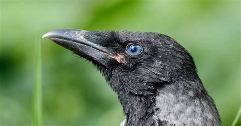 Baby Crows: All You Need to Know (with Pictures) | Bird Fact