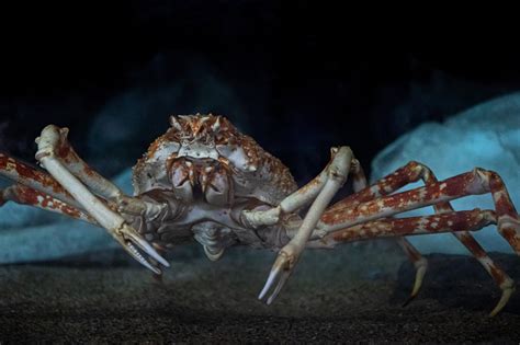 Japanese spider crab | Animals | Monterey Bay Aquarium