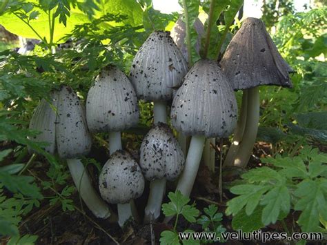 Coprinopsis atramentaria, harmaamustesieni @ Natural Fungi in Finland