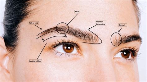 Feathered Brow® Microfeather® on Instagram: “Brow Anatomy 101 // #featheredbrowsbyks #browsbyks ...