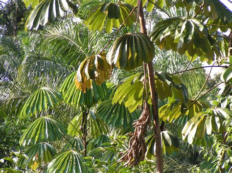 Cecropia | Heritage Trees of Liberia