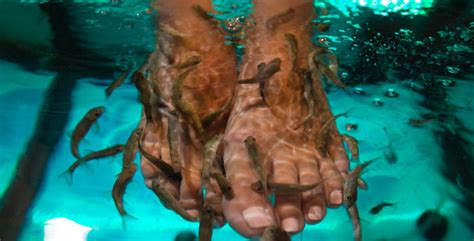 Cabo Fish Therapy | Foot therapy in San Jose del Cabo | Ictiotherapy