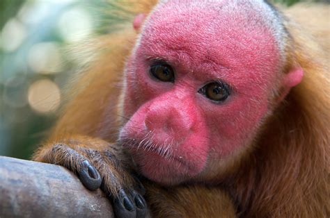 Endangered Red Uakari Monkeys, Amazon, Peru - PentaxForums.com