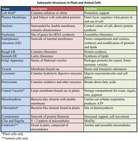 Organelles and functions | Biology college, Biology classroom, Microbiology study