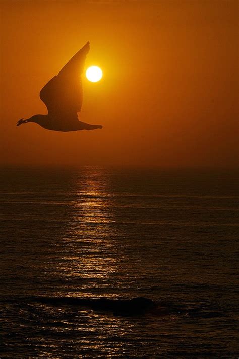 Seagull Sunset Beach - Free photo on Pixabay