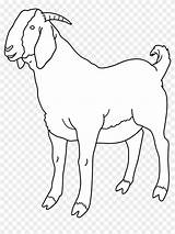 Free Printable Goat With No Horns Coloring Pages sketch template