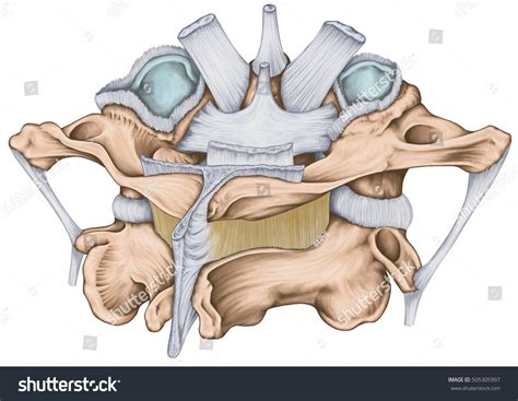 Ligaments Median Atlantoaxial Joint Atlas Axis Stock Illustration 505305997 - Shutterstock