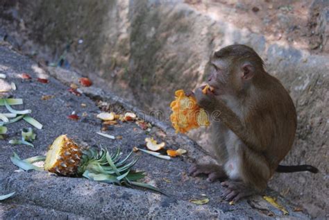 Eating macaque monkey stock photo. Image of long, ananas - 116290156