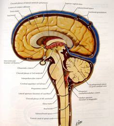 Menínges e Líquor | Sistema nervoso, Aula de anatomia, Anatomia corpo ...