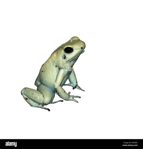 Dyeing poison dart frog isolated on white Stock Photo - Alamy