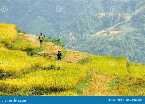 Farming Vietnam editorial image. Image of rice, fields - 42047600