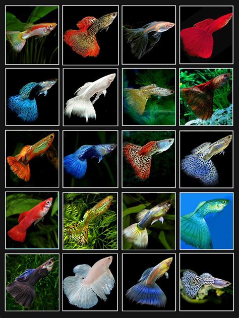 Guppy colors Tropical Freshwater Fish, Tropical Fish Aquarium, Tropical Fish Tanks, Freshwater ...