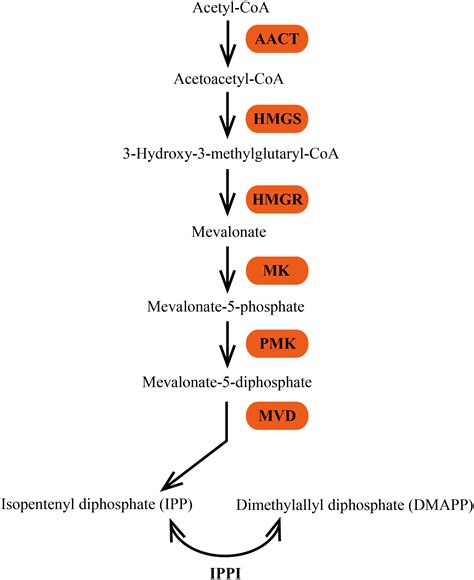 Transcriptional characterization and response to defense elicitors of mevalonate pathway genes ...