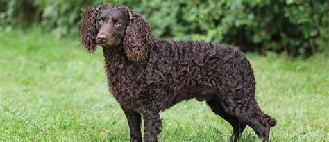 Are American Water Spaniels Rare