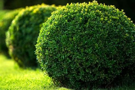 12 Best low maintenance Evergreen Shrubs For Front Of House 1 | Shade garden, Tuin, Planten