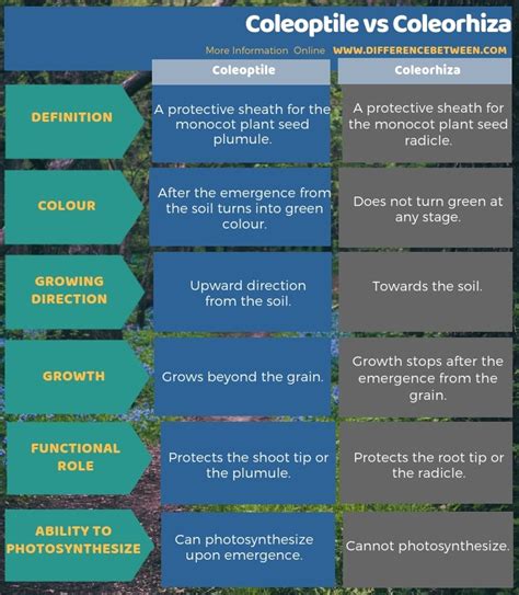 Difference Between Coleoptile and Coleorhiza | Compare the Difference Between Similar Terms