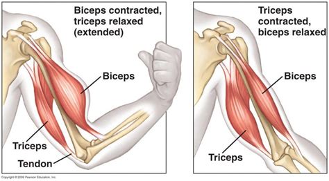 Biceps And Triceps Muscles