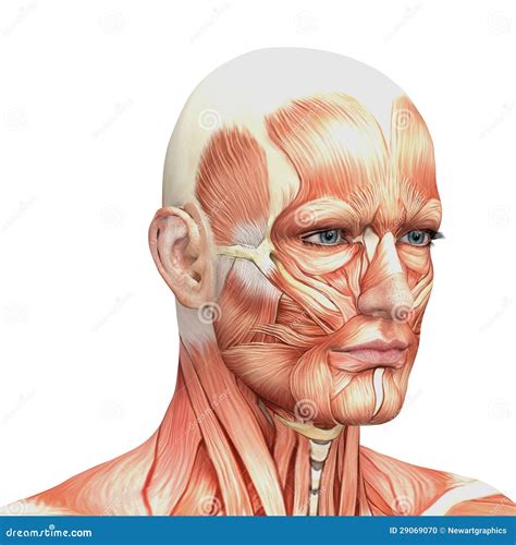 Human Muscle Anatomy Face