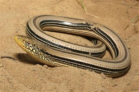 Top 10 Slender Glass Lizard Facts - The Lizard With No Legs?