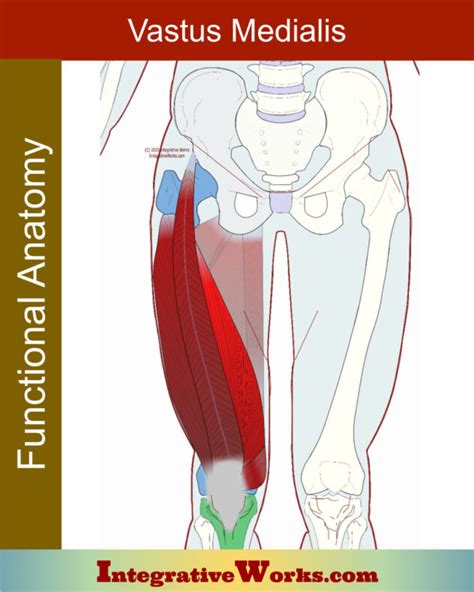 Vastus Medialis - Functional Anatomy - Integrative Works