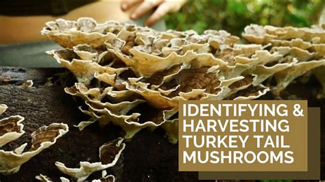 Turkey Tail Mushroom Identification and Harvest - YouTube