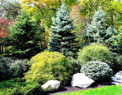 7 fast growing evergreen trees and shrubs – Artofit