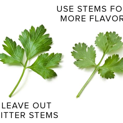 Parsley and Cilantro Stems | Cook's Illustrated