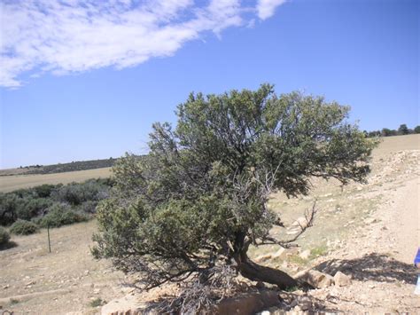 Mountain Mahogany – Native Shrub of Wyoming – Wyoming Life