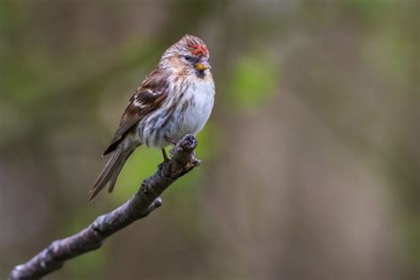 British Finches - An Identification Guide - Happy Beaks Blog