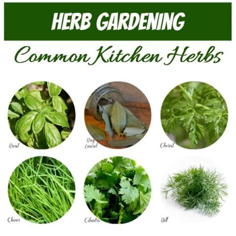 Herb Identification - Identifying Fresh Herbs - Free Gardening Printable