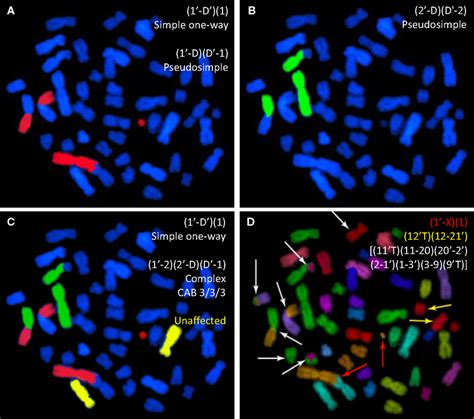 Frontiers | Three-Color Chromosome Painting as Seen through the Eyes of ...