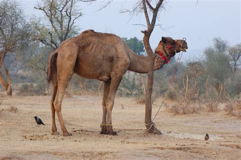 manish home: INDIAN CAMEL