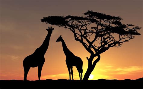 nature landscape animals trees sunset silhouette africa giraffes clouds ...