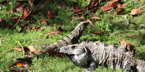 The Majestic Jamaican Iguana: Conservation Efforts – Traverse Jamaica