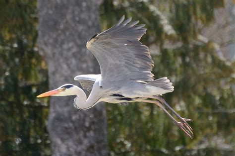 Grey Heron In Flight by Tingil on deviantART